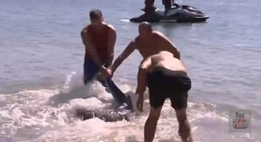 The Shark Wrestler